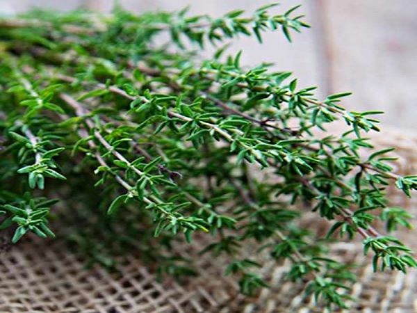 cách sử dụng cỏ xạ hương (thyme) trong chế biến món ăn