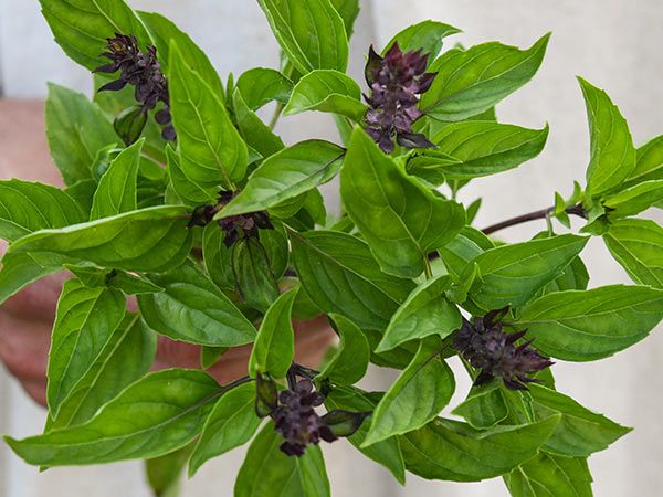 các loại lá basil