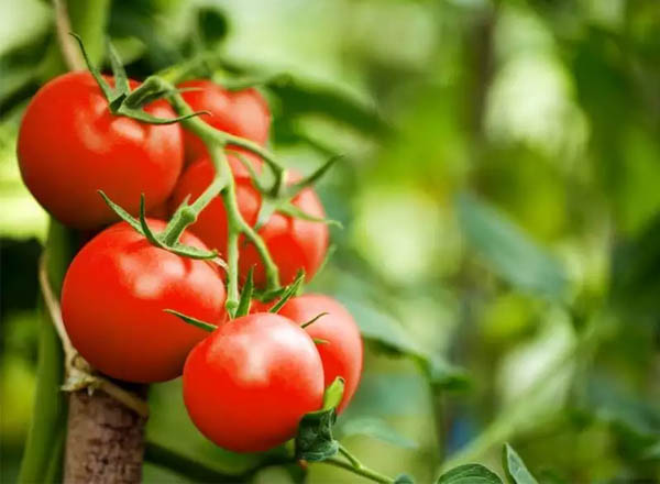 Cà chua là một loại trái cây